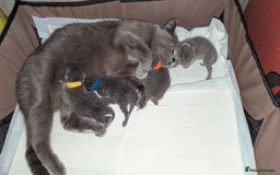 British Shorthair cats for sale: 4x British Short-hair kittens - Image 6