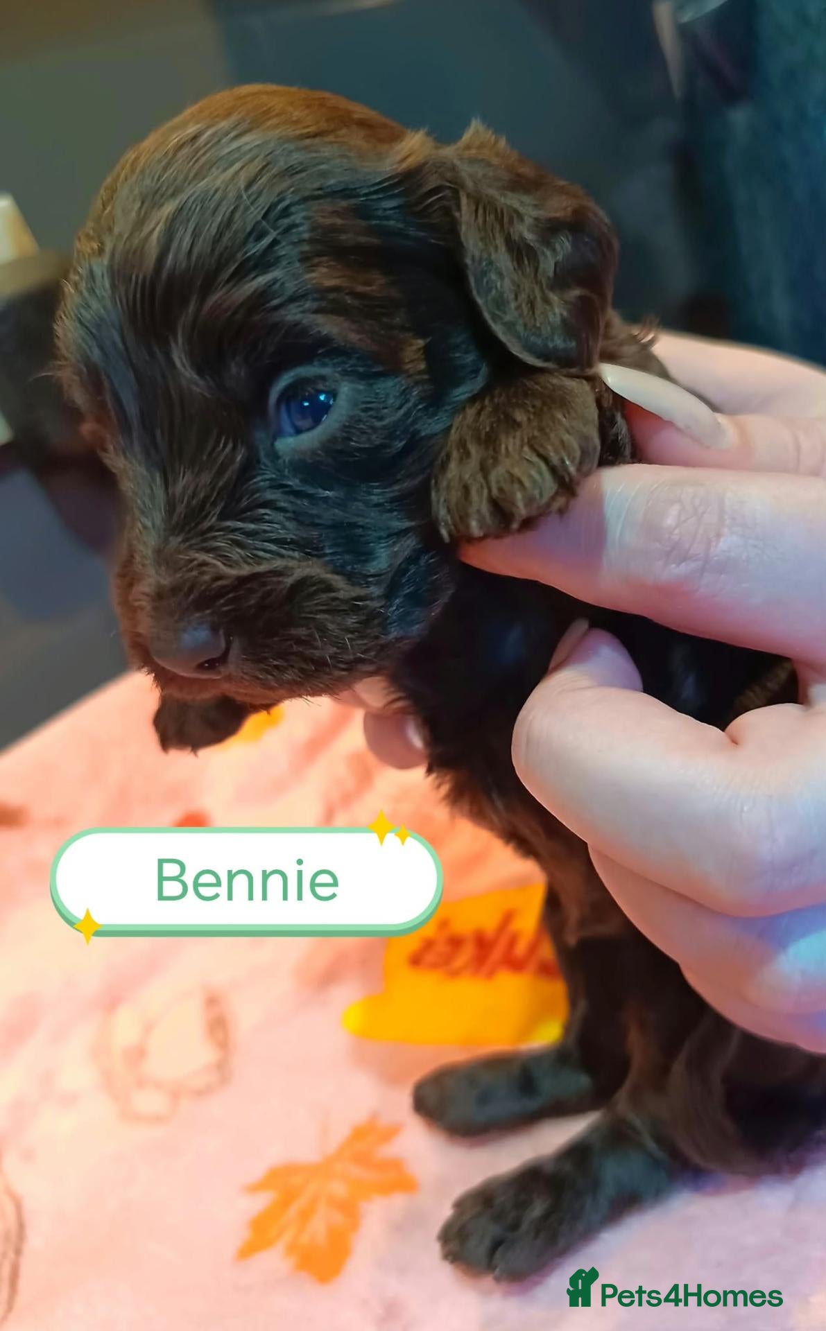 Cockapoo dogs 7 Stunning Cockapoo Puppies Seeking Loving Home's  - Advert 2