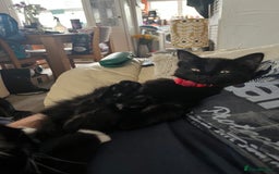 British Shorthair cats for sale: 2 older black kittens (one 9 months, one 7 months) - Image 7