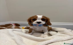 Cavalier King Charles Spaniel dogs for sale: Extensively health tested parent cavalier puppy’s  - Image 26