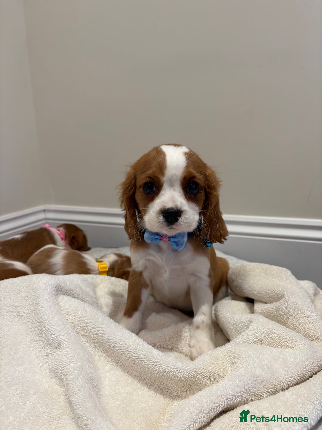 Cavalier King Charles Spaniel dogs for sale: Extensively health tested parent cavalier puppy’s  - Image 26