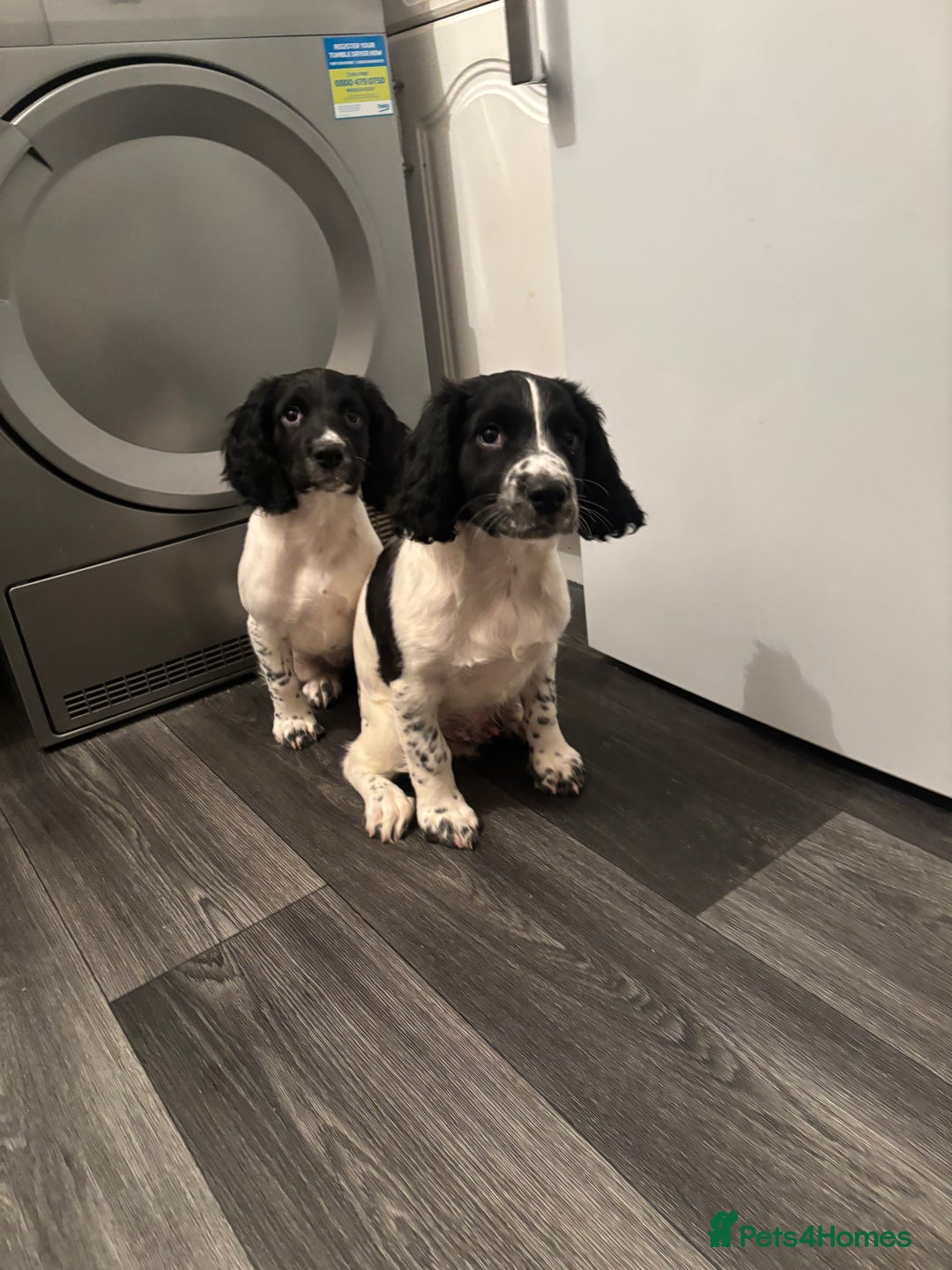 English Springer Spaniel dogs for sale: Springer spaniel pups  - Advert 2
