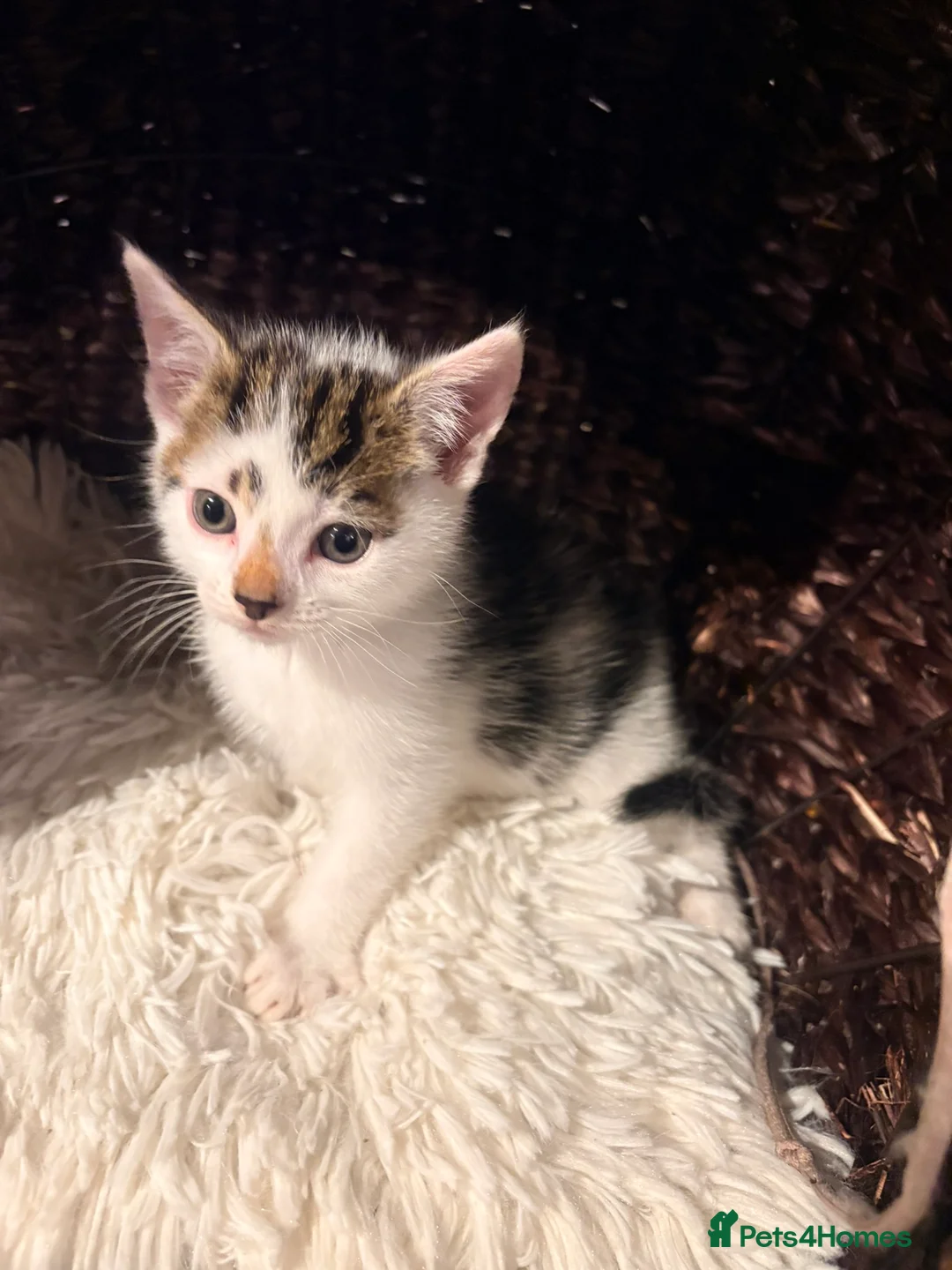 Mixed Breed cats for sale: Beautiful Shirt Hair Kittens - Advert 1