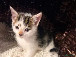 Mixed Breed cats Beautiful Shirt Hair Kittens - Advert 4
