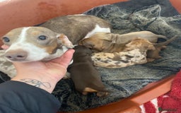 Miniature Dachshund dogs for sale: Miniature issabella dapple dachshund pups  - Image 6