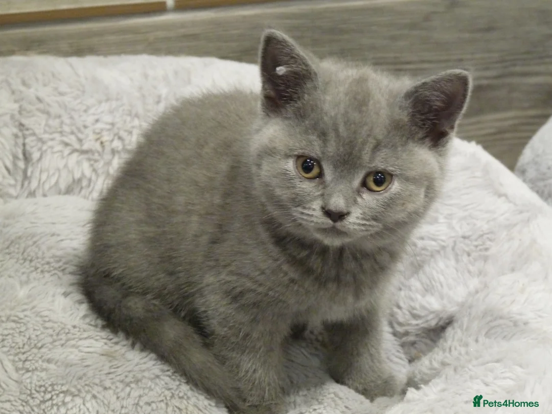 British Shorthair cats for sale: four beautiful british shorthair kittens for sale - Advert 5
