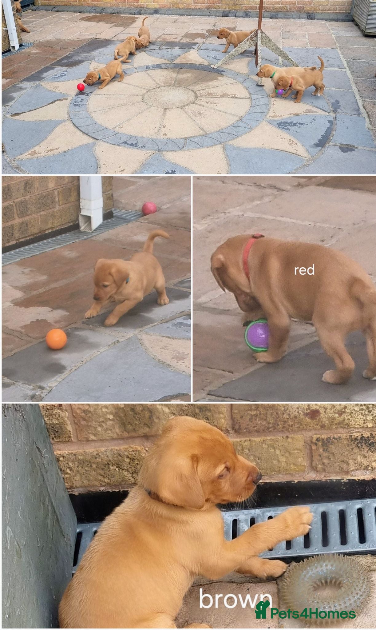 Labrador Retriever dogs Fox Red puppies kc reg working parents - Advert 2