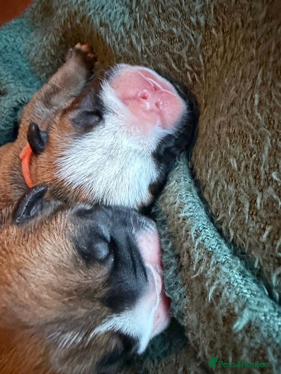 English Bulldog dogs for sale: 🌸❤️ TOP BLOOD LINE ENGLISH BULLDOGS RED AND WHITE - Advert 8