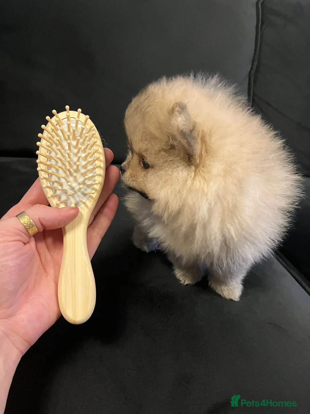 Pomeranian dogs for sale: Outstanding Teddy Bear Line - Champion blood line - Advert 14