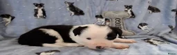 Border Collie dogs for sale: Border Collie Puppies blue eyes Tri Colour merle - Advert 21