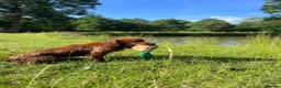 Cocker Spaniel dogs for stud: Dark red KC fully health tested working cockerstud in Sevenoaks - Advert 15