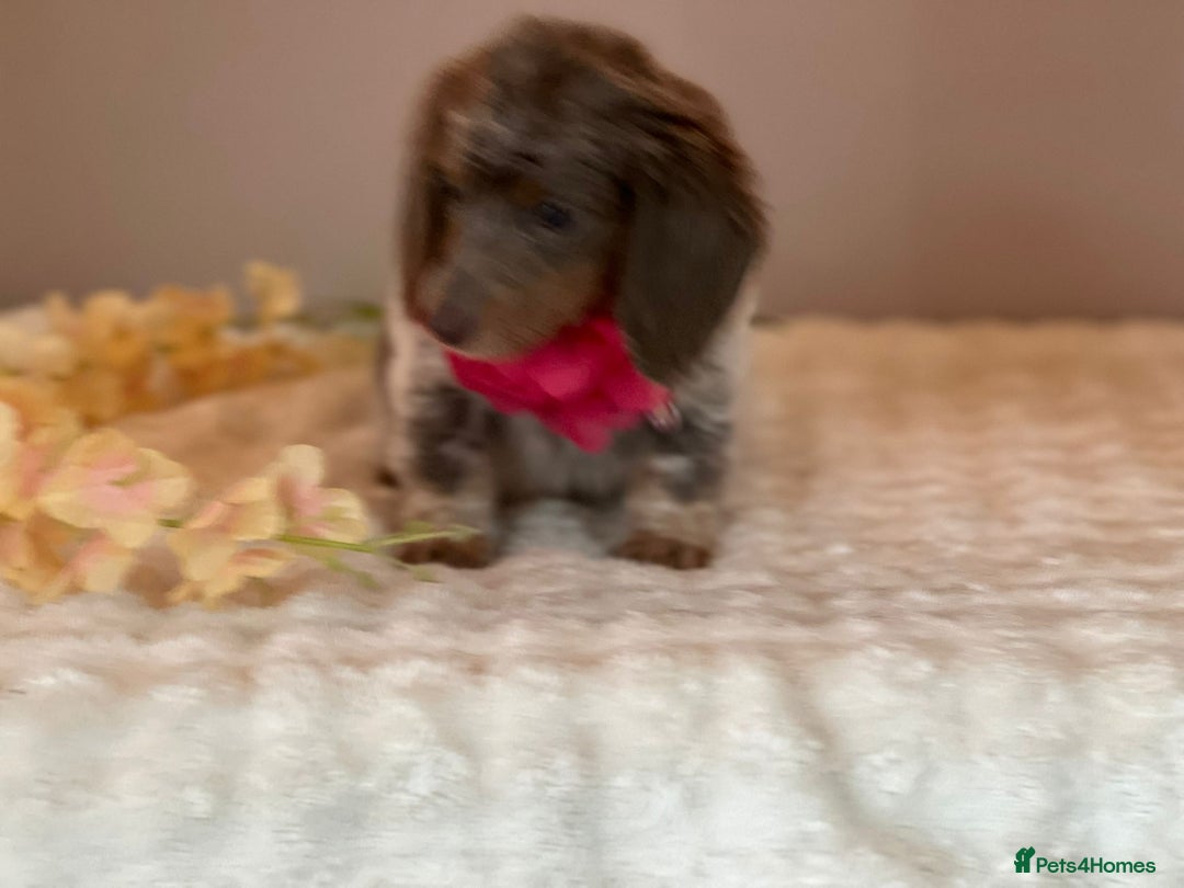 Miniature Dachshund dogs for sale: MINIATURE DACHSHUNDS  - Advert 4