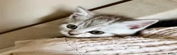 Persian cats for sale: READY TO LEAVE - Persian Kittens  - Advert 4
