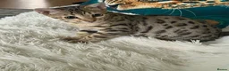 Bengal cats for sale: Stunning beautiful bengal kittens  - Advert 11