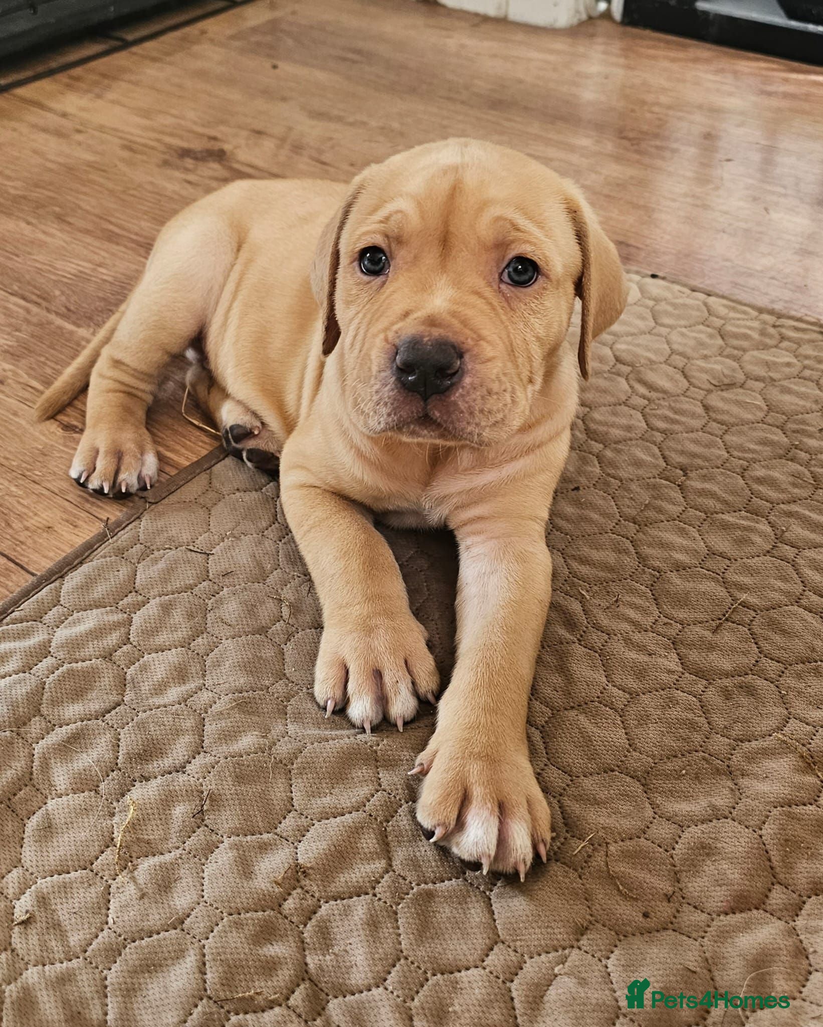 Mixed Breed dogs Bullmastiff cross cane corso - Advert 15