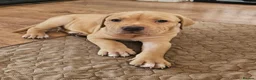 Mixed Breed dogs for sale: Bullmastiff cross cane corso - Advert 25