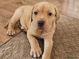 Mixed Breed dogs Bullmastiff cross cane corso - Advert 1