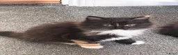 Mixed Breed cats for sale: Kittens for good homes - Advert 39