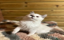 Ragdoll cats for sale: Tica Cherubim ragdoll kittens ready now  - Image 12