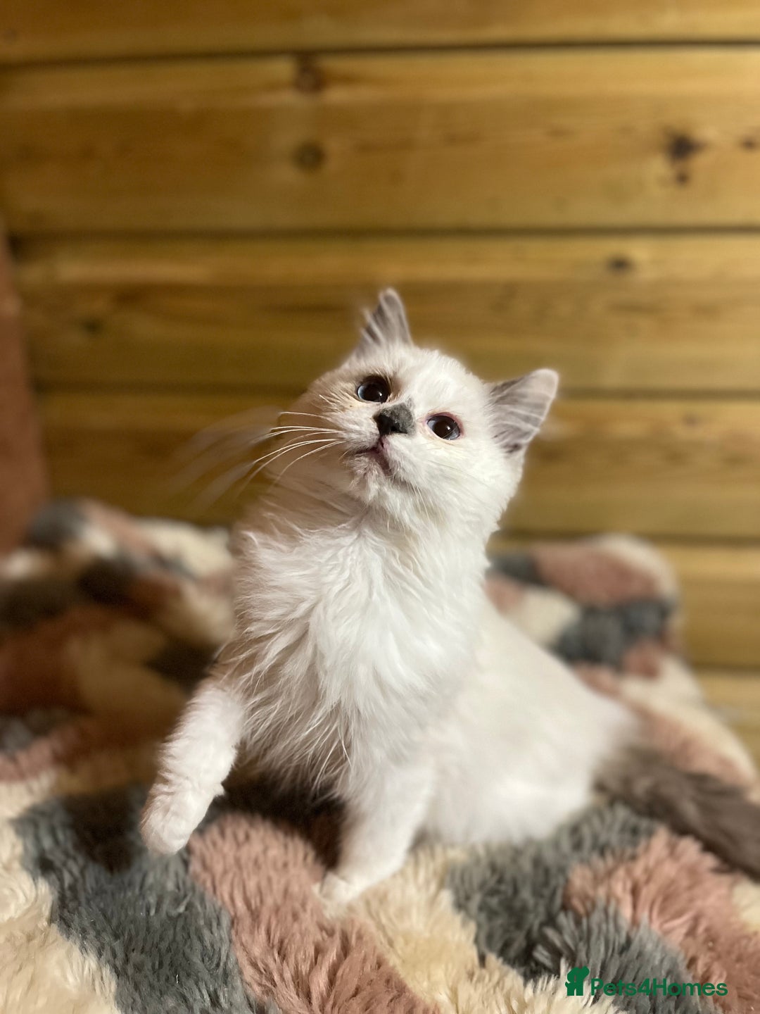 Ragdoll cats for sale: Tica Cherubim ragdoll kittens ready now  - Image 12