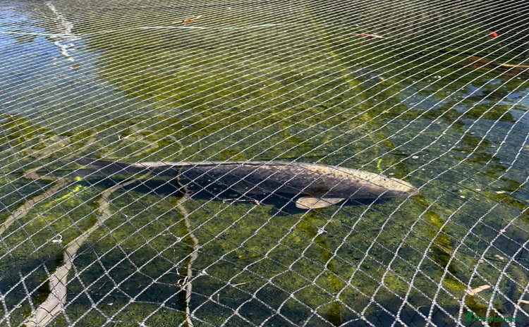 Koi Carp fish - Advert 5