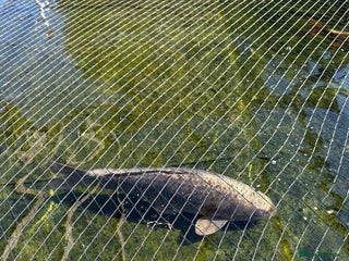 Koi Carp fish - Advert 25