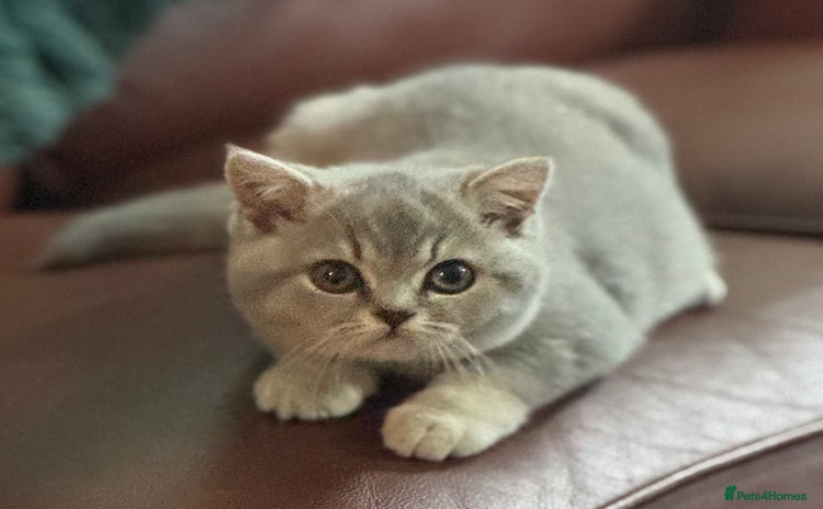 British Shorthair cats British shorthair blue ticked tabby girl  - Advert 3