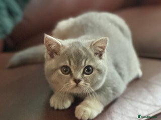 British Shorthair cats British shorthair blue ticked tabby girl - Advert 8