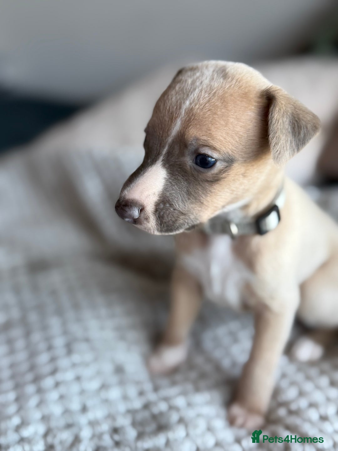 Whippet dogs for sale: 🏆KC Whippet Puppies - Gentle, Elegant & Loving🏆 - Image 25