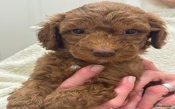 Aussiedoodle dogs for sale: Australian labradoodle puppies  - Image 9