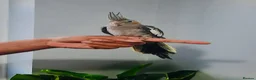 Cockatiels birds for sale: Beautiful hand tamed, untamed cockatiels for sale. - Advert 6