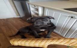 Cane Corso dogs for sale: Bella 10 month old female Cane Corso - Image 1
