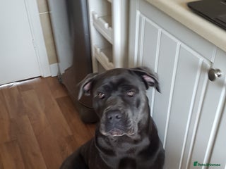 Cane Corso dogs - Advert 1