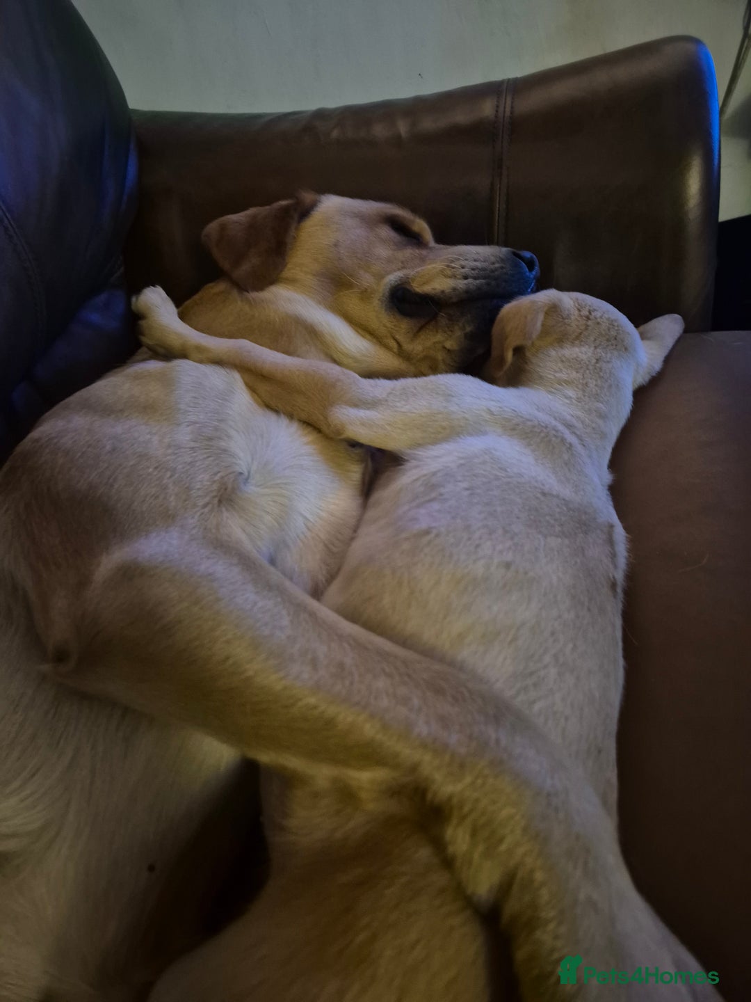 Labrador Retriever dogs for sale: Fox red labrador  - Advert 5