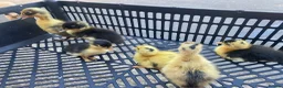 Ducks poultry for sale: Cherry Valley Pekin Ducklings - Advert 8