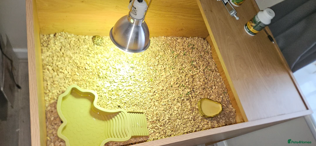 Tortoise reptiles for sale: Horsefield tortoise & setup - Advert 8