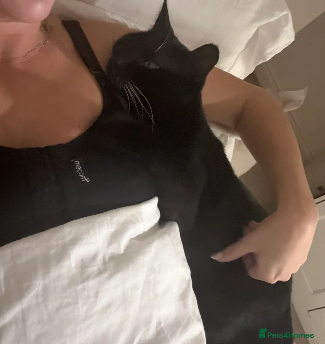 Mixed Breed cats for sale: Tom cat in Darlington - Advert 2