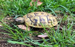 Hermann Tortoise reptiles for sale: Hermann's 2024 hatchlings for sale £130 - Image 1