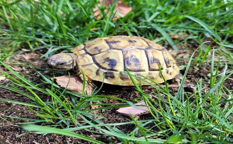 Hermann Tortoise reptiles - Advert 12