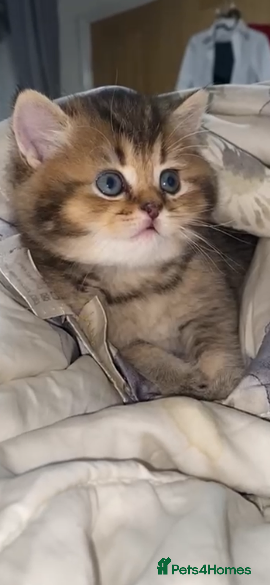 British Shorthair cats for sale: British shorthair - Advert 6