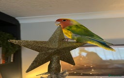 Lovebirds birds for sale: Lovebird pairs fishers & peach faced  - Image 11