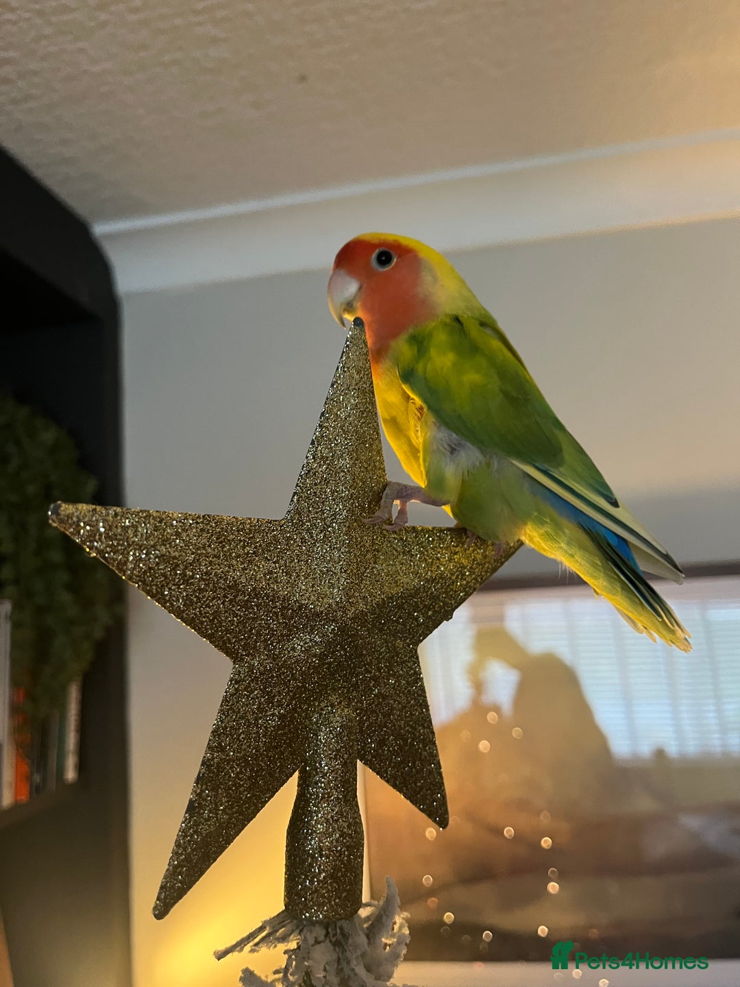 Lovebirds birds for sale: Lovebird pairs fishers & peach faced  - Image 11