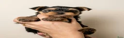 Yorkshire Terrier dogs for sale:  KC Registered Yorkshire Terrier Puppies  - Advert 6