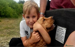 Cocker Spaniel dogs for sale: RESERVE NOW Show Champion Cocker Spaniels - Image 12