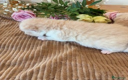 British Shorthair cats for sale: 5 TICA BRITISH SHORTHAIRED KITTENS - Image 5