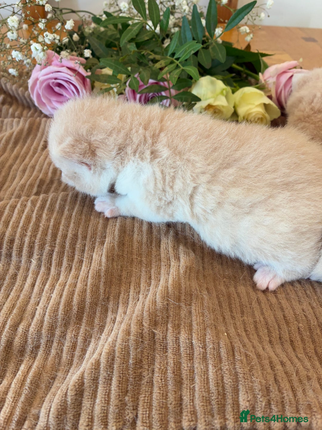 British Shorthair cats for sale: 5 TICA BRITISH SHORTHAIRED KITTENS - Image 5