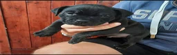 Staffordshire Bull Terrier dogs for sale: Full Respect Trained Staffordshire Bull Puppies in Worthing - Advert 2