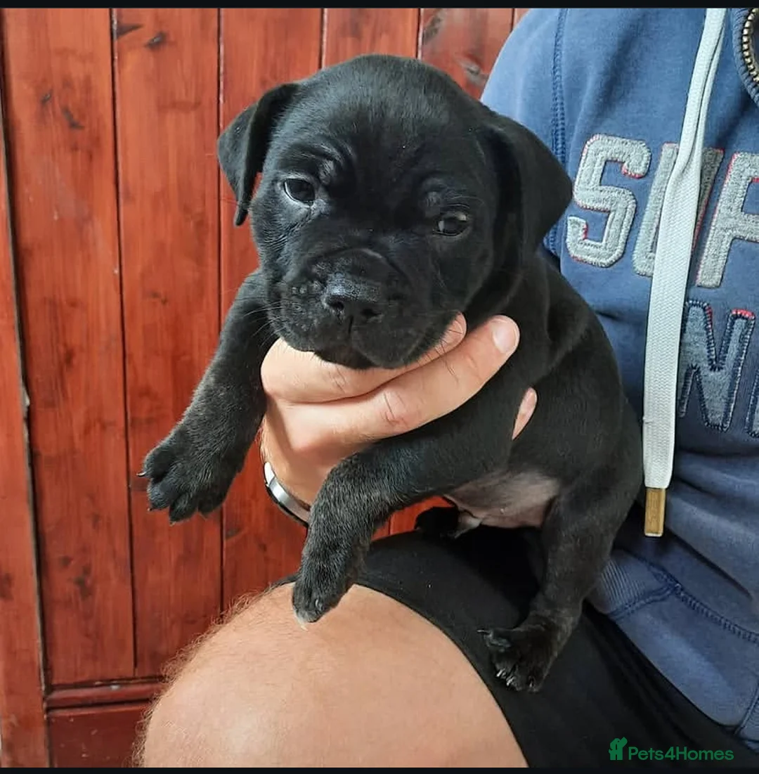 Staffordshire Bull Terrier dogs for sale: Full Respect Trained Staffordshire Bull Puppies in Worthing - Advert 2