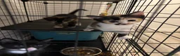 Mixed Breed cats for sale: Beautiful kittens in Ingatestone - Advert 2