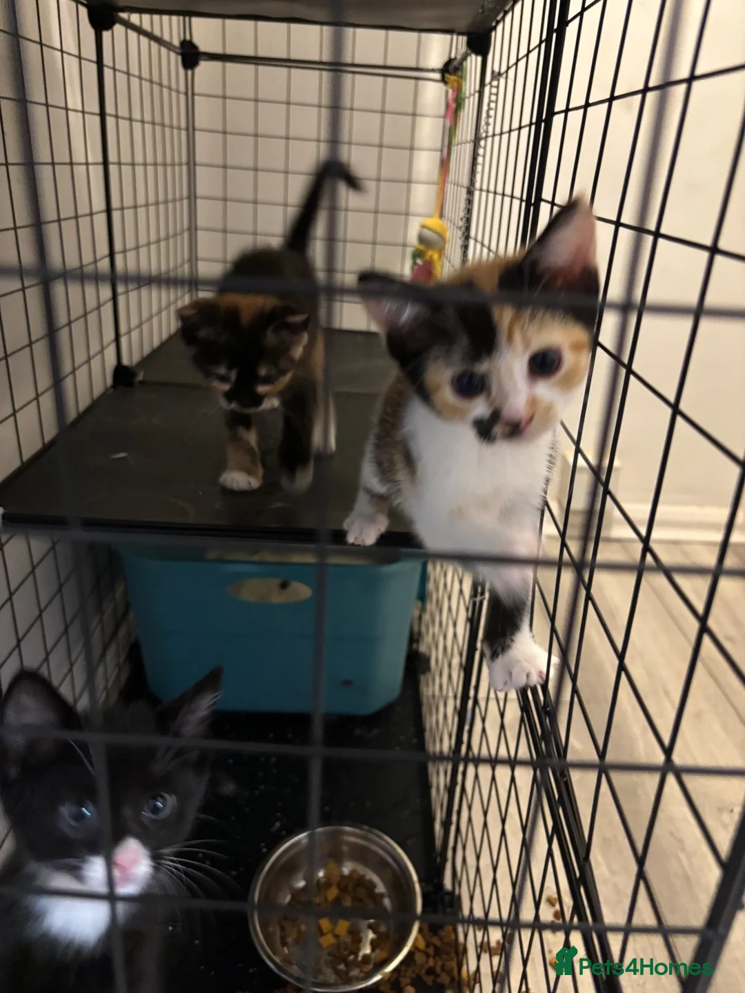 Mixed Breed cats for sale: Beautiful kittens in Ingatestone - Advert 2